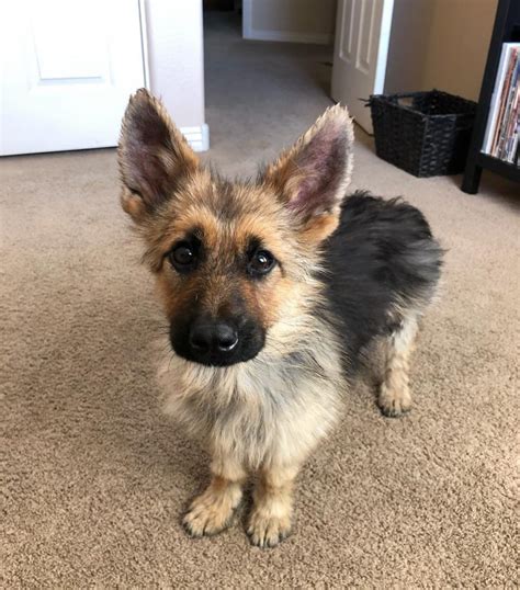 Meet Ranger, The Tiny German Shepherd With Dwarfism Who Will Look Like ...