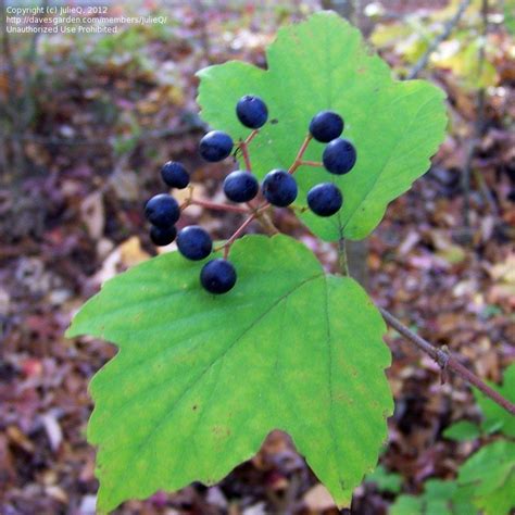 PlantFiles Pictures: Viburnum Species, Maple-Leaved Arrowwood ...