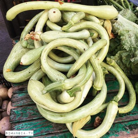 Organic tromboncino squash! Zucchini trombetta...della Riviera Ligure. | Italian recipes ...