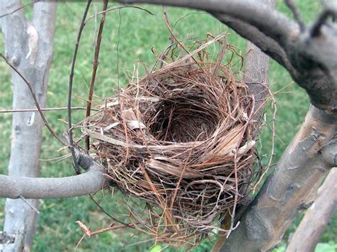 empty nest Free Photo Download | FreeImages