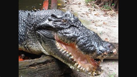 Meet Cassius, world’s largest living crocodile with ‘dreamy’ eyes ...