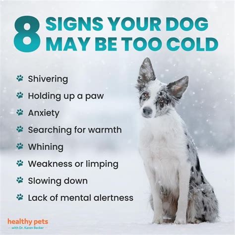 How can you tell if a dog is cold outside? | Dog Training | Dog cold, Dog training, Dog care