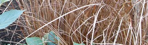 Carex: Sedge | Portland Nursery