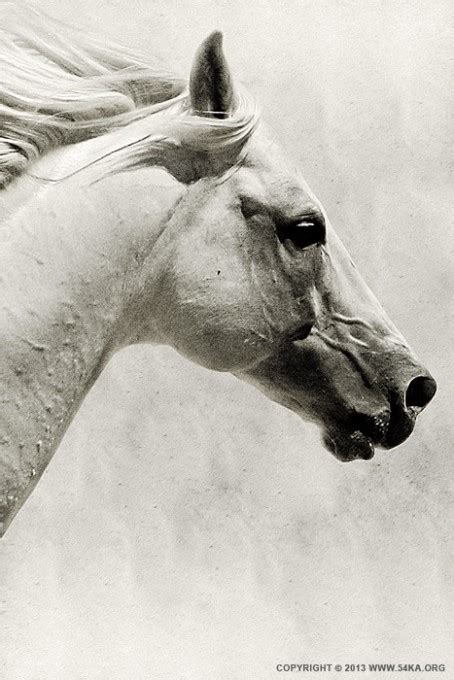 The White Horse III – White Horse Portrait - 54ka [photo blog]