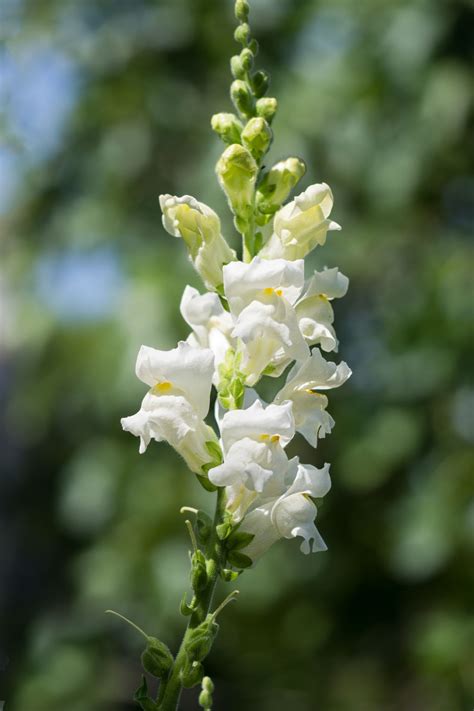 Snapdragon: Meaning and Symbolism of This Beautiful Flower - Gardenerdy