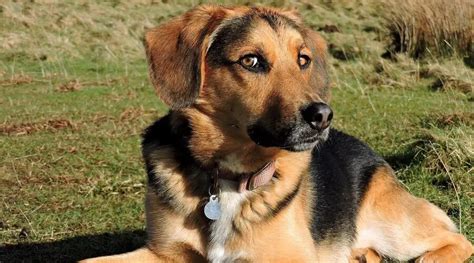 German Shepherd Hound Mix [2024] Basset Hybrid Cross Breed Puppy