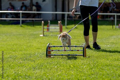 cute little bunny rabbit jumping through the obstacles on the jumping ...