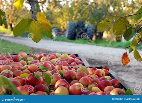 Fall Apple Harvest And Orchard Stock Image - Image: 3753891