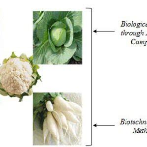 Different practices for control of fungal disease | Download Scientific Diagram