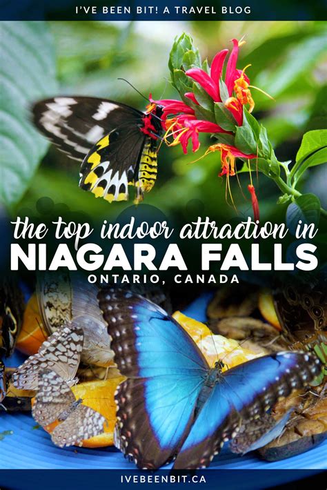 Niagara Parks Butterfly Conservatory: Photos to Inspire a Visit » I've Been Bit! Travel Blog