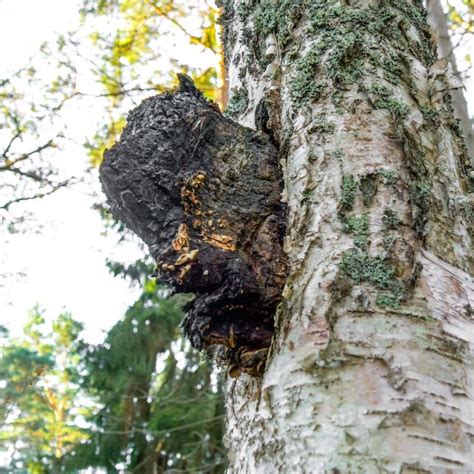 Meet Chaga, The Superfood that Isn't a Mushroom | Sage By Gaia