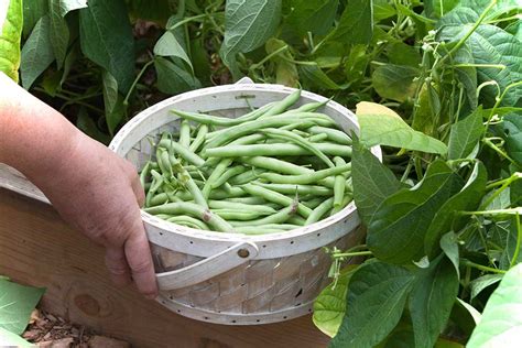 How to Grow and Harvest Green Beans – Harris Seeds