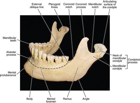 13. Temporomandibular joint | Pocket Dentistry