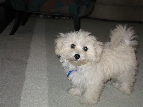 Maltipoo Dog Breeders Profiles and Pictures | Dog Breeders Profiles and Pictures