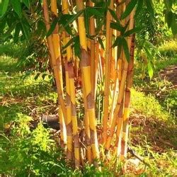 Golden Bamboo Seeds - fish pole bamboo (Phyllostachys aurea)