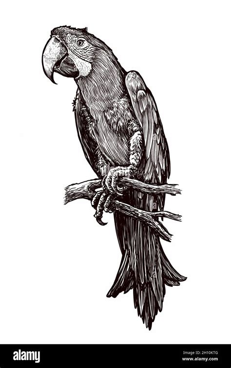 Parrot drawing, parrot artwork, pen and ink, Wild bird drawing, Wild ...