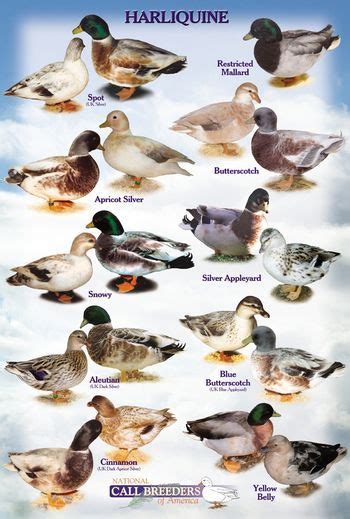 Pin by Melissa Prueher on Dream Farm ~ Small Holding | Duck breeds ...