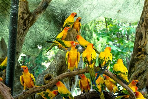 How the Houston Zoo is helping Caribbean parrots survive a volcano