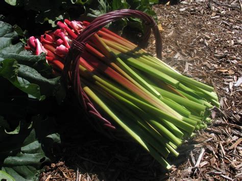 Rhubarb Varieties – High Altitude Rhubarb – Organic Farm & Nursery