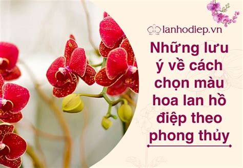 Những Lưu ý Về Cách Chọn Màu Hoa Lan Hồ điệp Theo Phong Thủy