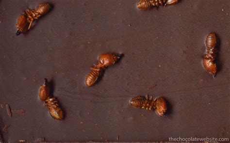 Chocolate Studded With Fat Bottomed Ants Part 1