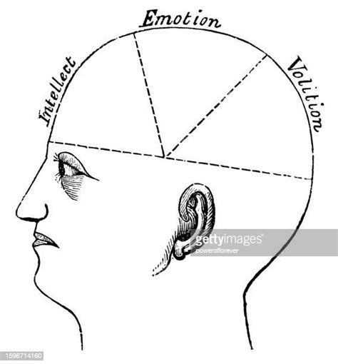 115 Phrenology Diagram Stock Photos, High-Res Pictures, and Images - Getty Images