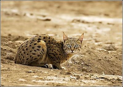 Wild India - wilderness begins here ..: Indian Desert Cat