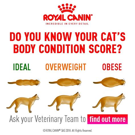 how to tell if your cat is underweight | Find Out Here | All Animals Guide