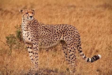 Cheetah on the savannah | Marty Cohen Photography