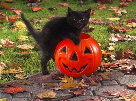 Black Cat Halloween Wallpapers - Top Free Black Cat Halloween ...