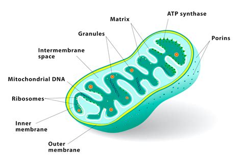 How Does The Mitochondria Produce Energy For The Cell Worksh