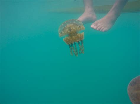 Stingless Jellyfish of Sohoton Cove in Bucas Grande Island - Project Gora