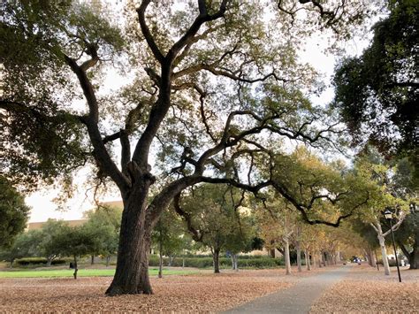 Quercus lobata, valley oak, roble | Trees of Stanford & Environs