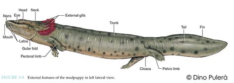 Necturus Dissection