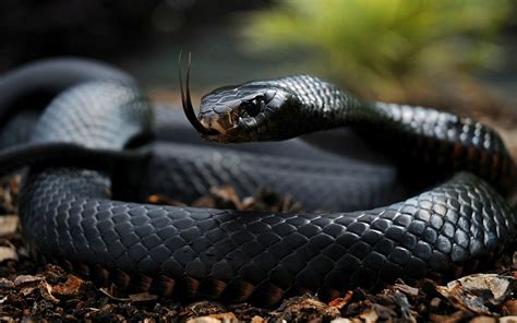 Meet Africa’s 5 Deadliest Snakes in Kenya - Kenya Geographic