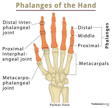 Phalanges (Finger Bones) - Definition, Location, Function, Diagram