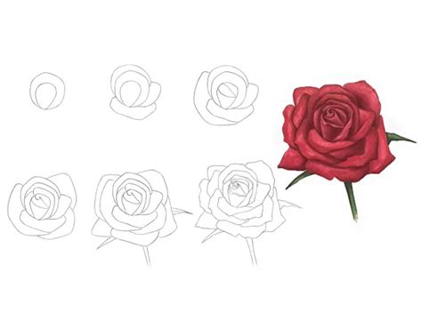 Rose Flower Pictures To Draw