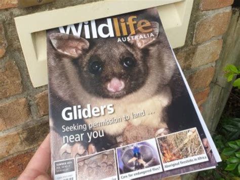 Greater Glider Conservation and Community Engagement in Logan | Wildlife Preservation Society of ...