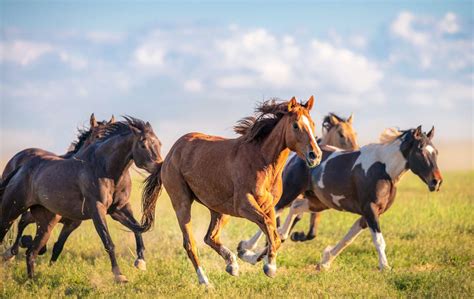 New Documentary Examines History, Healing Power of America's Wild Horses