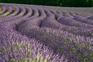Lavender Fields | François Philipp | Flickr