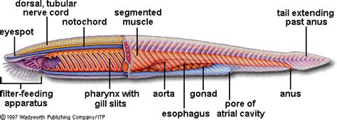 Another diagram of a creature belonging to Phylum Chordata ...