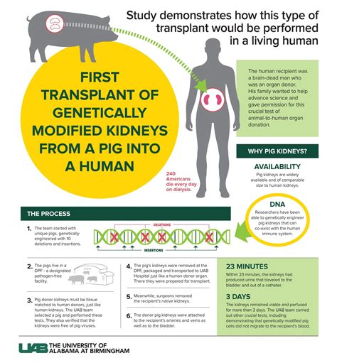 Pig Kidney Transplant 2024 - Rahel Trisha