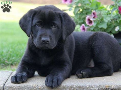 Black Labrador Puppy | Liverpool, Merseyside | Pets4Homes | Black labrador puppy, Lab puppies ...