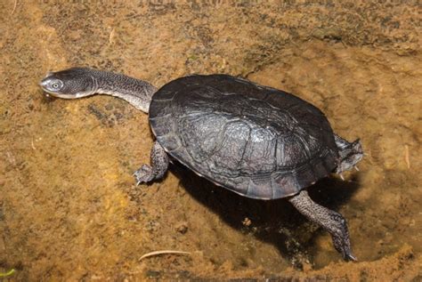 How should I care for my turtles? – RSPCA Knowledgebase