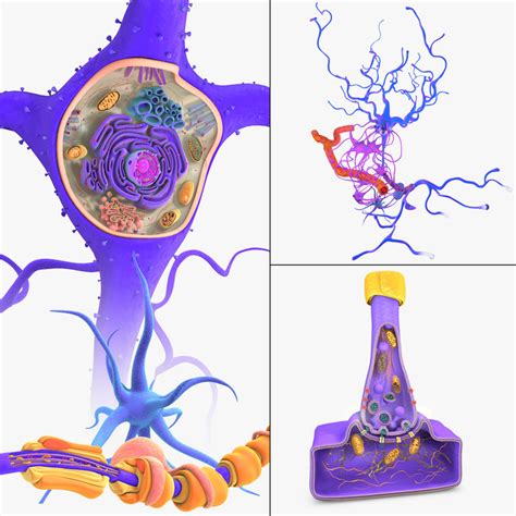 3D neuron receptors cells - TurboSquid 1217211