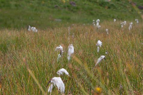 Cotton wool plant | Explore Jaffa_Cake's photos on Flickr. J… | Flickr ...