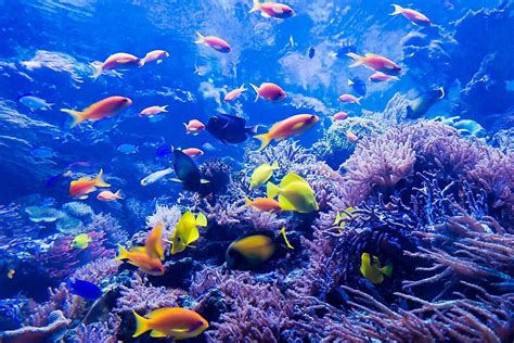 Top 7 Facts About The Great Barrier Reef - WorldAtlas.com