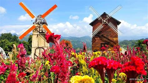 Nearest Sunflower Farm In Manila | Best Flower Site