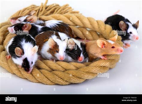 fancy mouse (Mus musculus), fancy mice cuddleing in a rope, Germany Stock Photo - Alamy