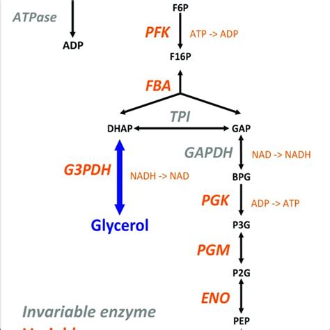 | The simplified yeast glycolysis/fermentation network. Variable... | Download Scientific Diagram